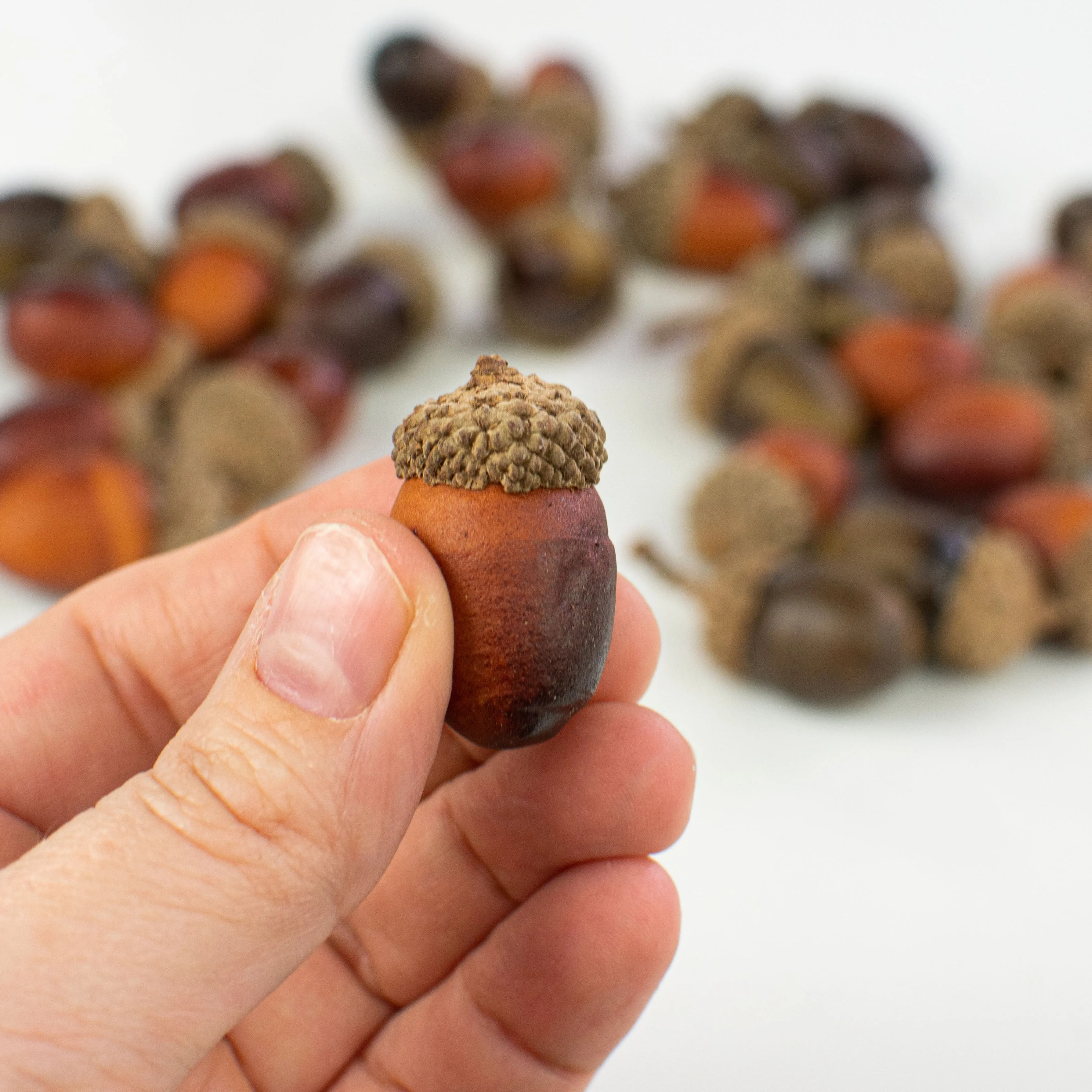 1.25" Assorted Fall Acorns