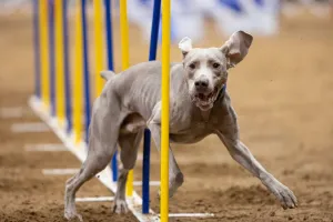 AKC TopDogs - Agility