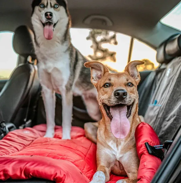 Loft Wander Dog Bed