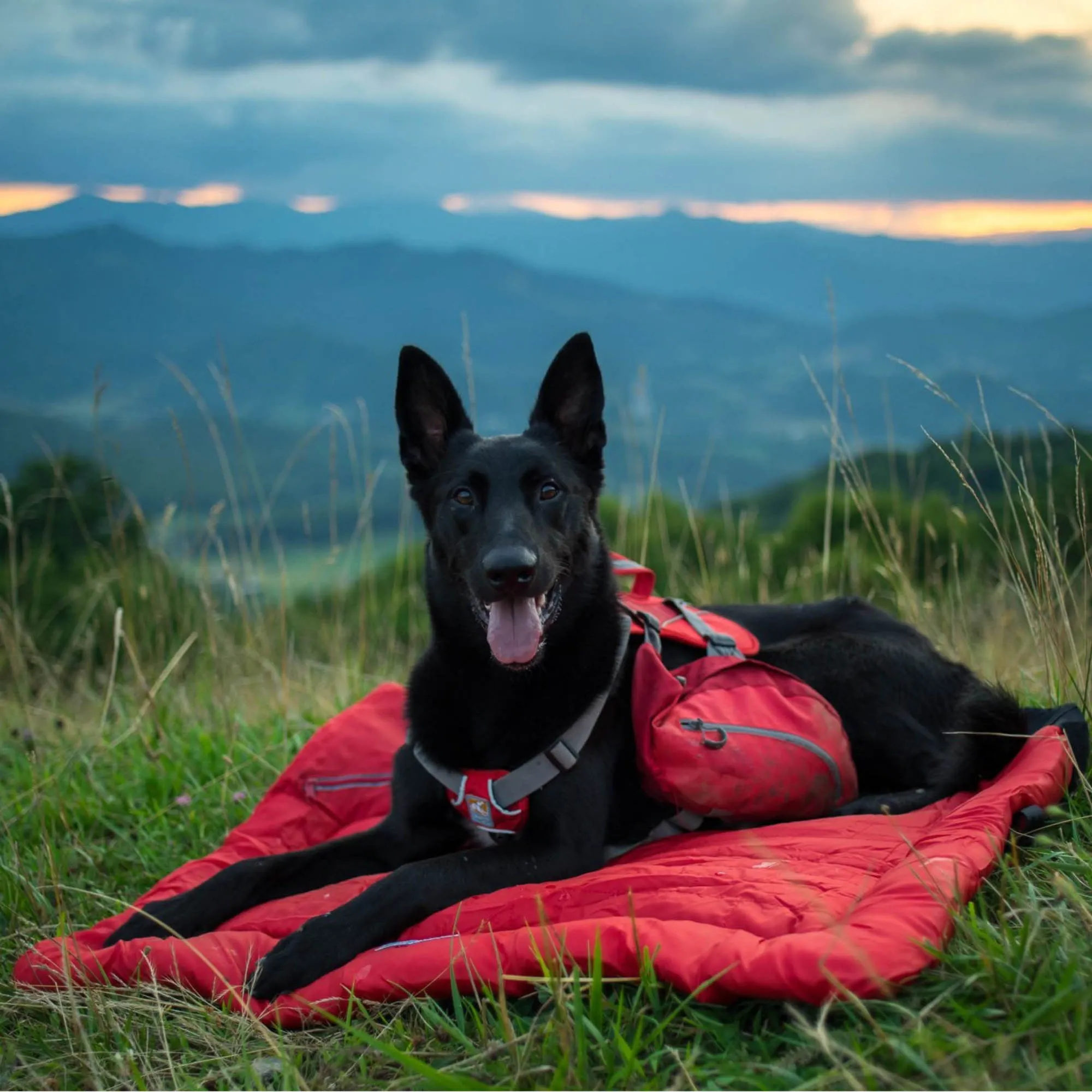 Loft Wander Dog Bed